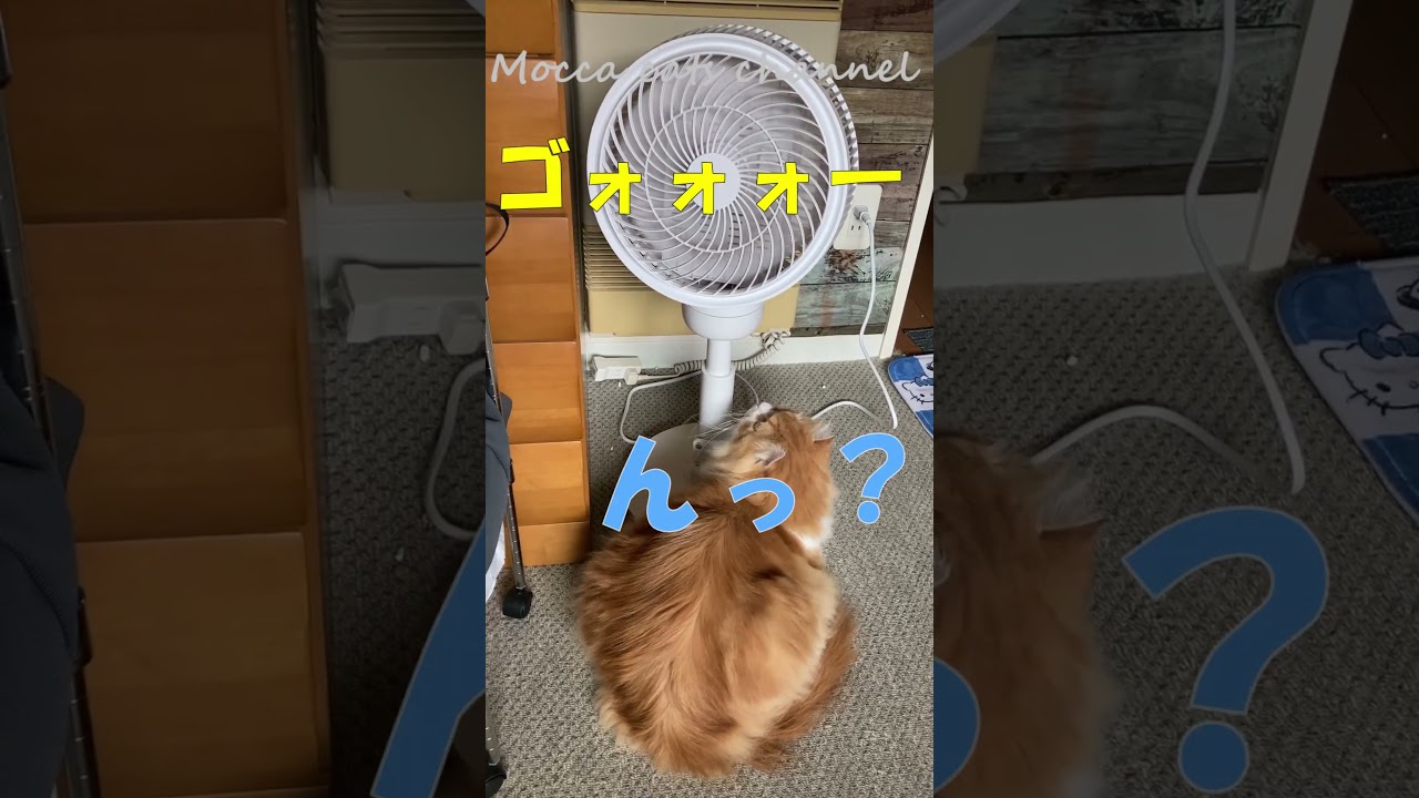 扇風機の上で寝る猫 #アメリカンカール #猫のいる暮らし #ねこ