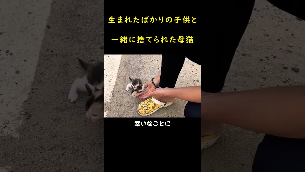 道端に捨てられた哀れな猫一家！