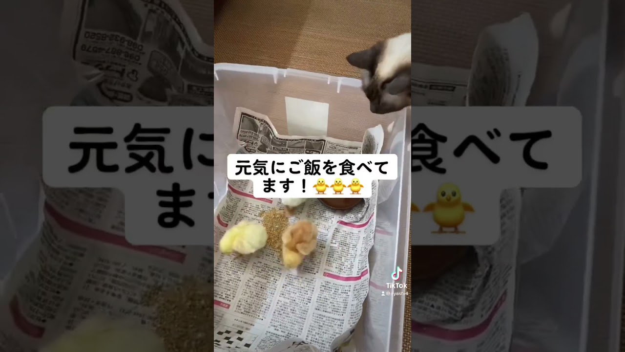 ヒヨコと猫が仲良し#猫のいる生活 #沖縄暮らし #シャムミックス #シャム猫 #伊計島 #ひよこ #shorts