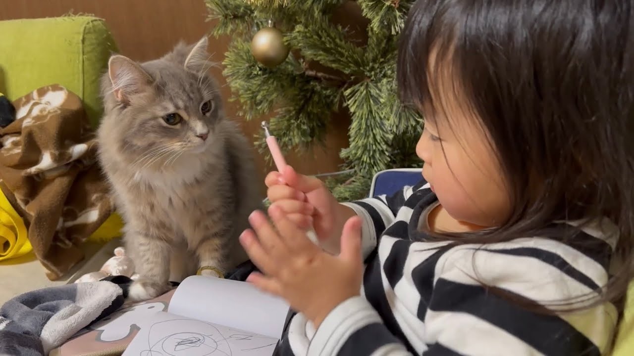興味津々な猫　サイベリアンA curious cat. Siberian