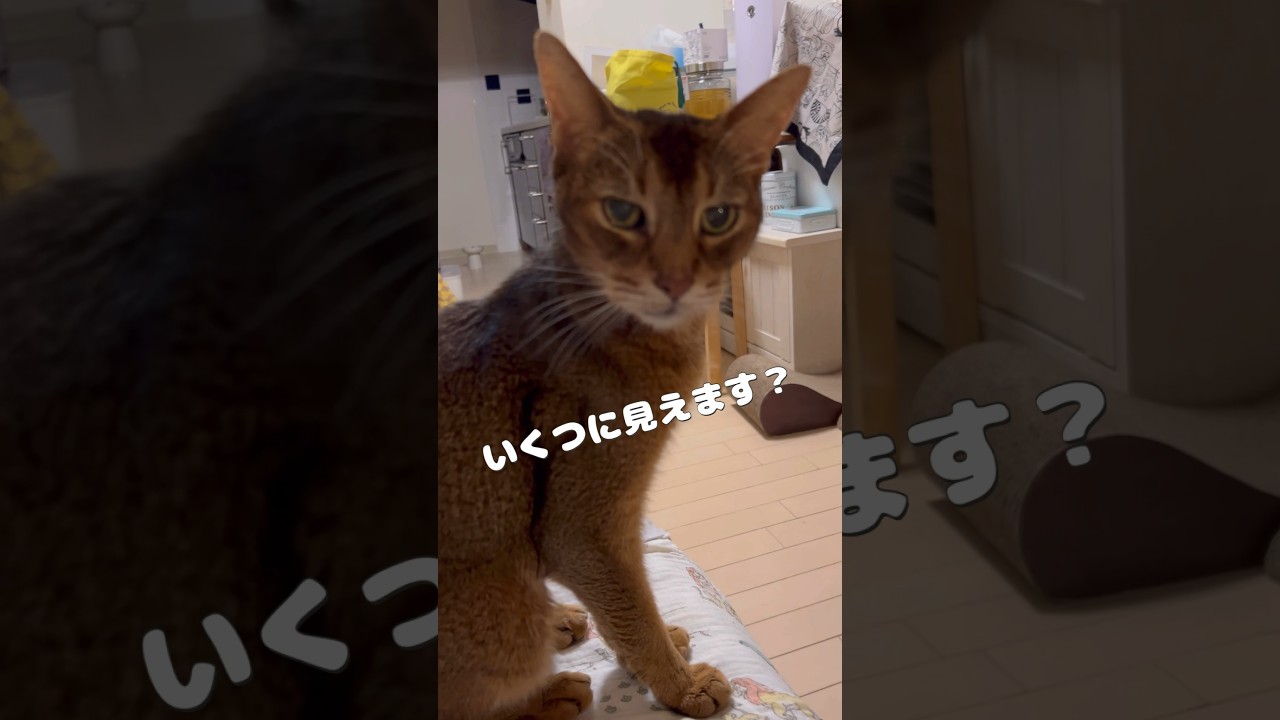 いくつに見えます？ #shorts #猫動画 #アビシニアン #cat #まな猫