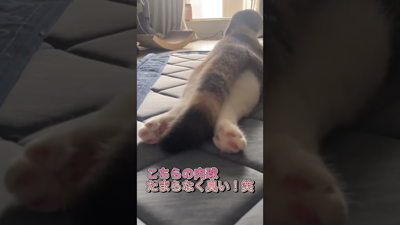 猫の後ろ姿がたまらニャイ🐱#youtubeshorts #youtube #cat #スコティッシュフォールド #猫のいる暮らし #猫好きさんと繋がりたい #癒し