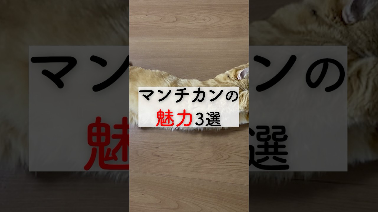 マンチカンの魅力3選
