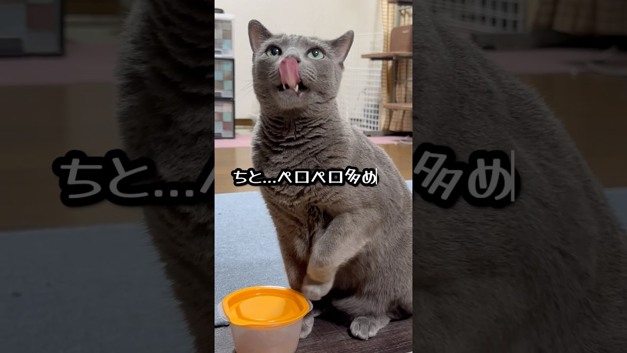 【ロシアンブルー】めろん〜ペロペロおねだり🤭今日も元気に過ごせました🙏🥰【猫】#shorts