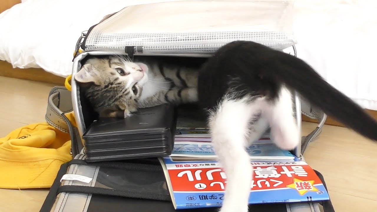 次男が帰宅したらランドセルの取り合いで子猫たちがこうなっちゃいました...
