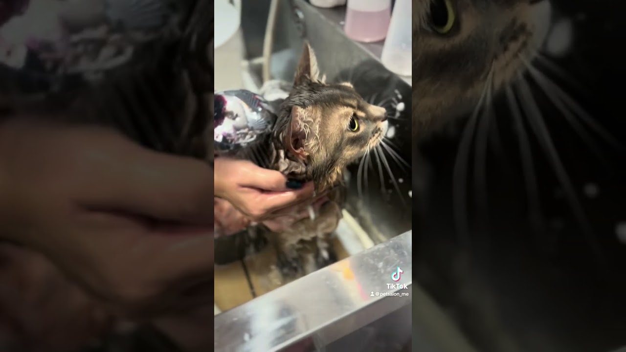 ソマリの莉凰くんが来てくれました　京都市南区　ペットサロンみぃ〜