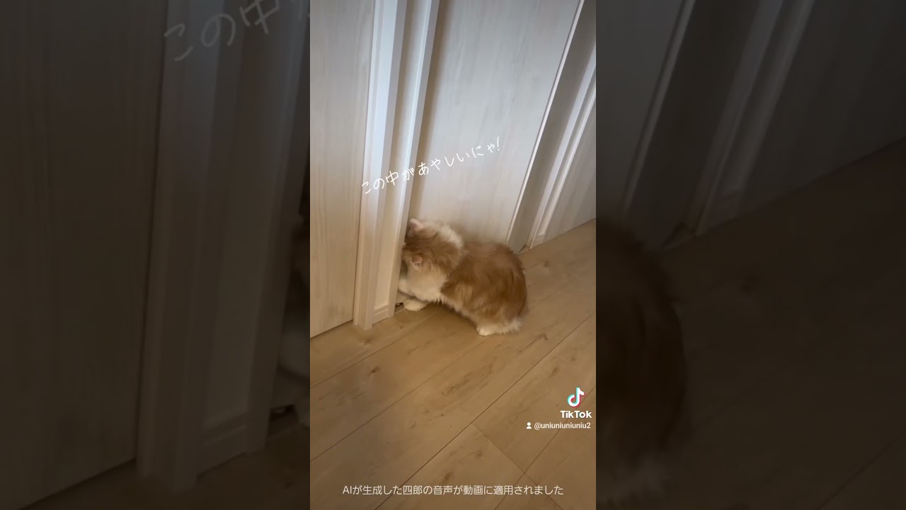 遂に攻略……？！     #猫のいる暮らし #ラガマフィン