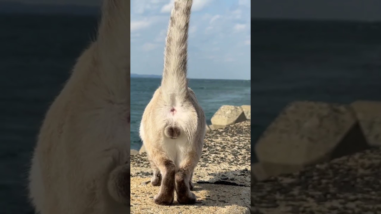 防波堤をお散歩するシャムミックス猫　#猫  #猫島　#シャムミックス