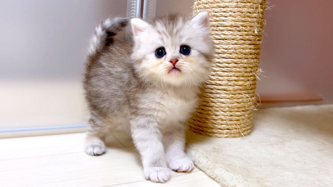 【マンチカンの子猫】スラっとした綺麗な美猫に育ってきた子猫ちゃんの件 ～猫のいる生活Vol.1057～出産動画 マンチカン短足・ミヌエット・ペルシャ猫専門ブリーダー『ペット蔵人』【子猫の成長記録】