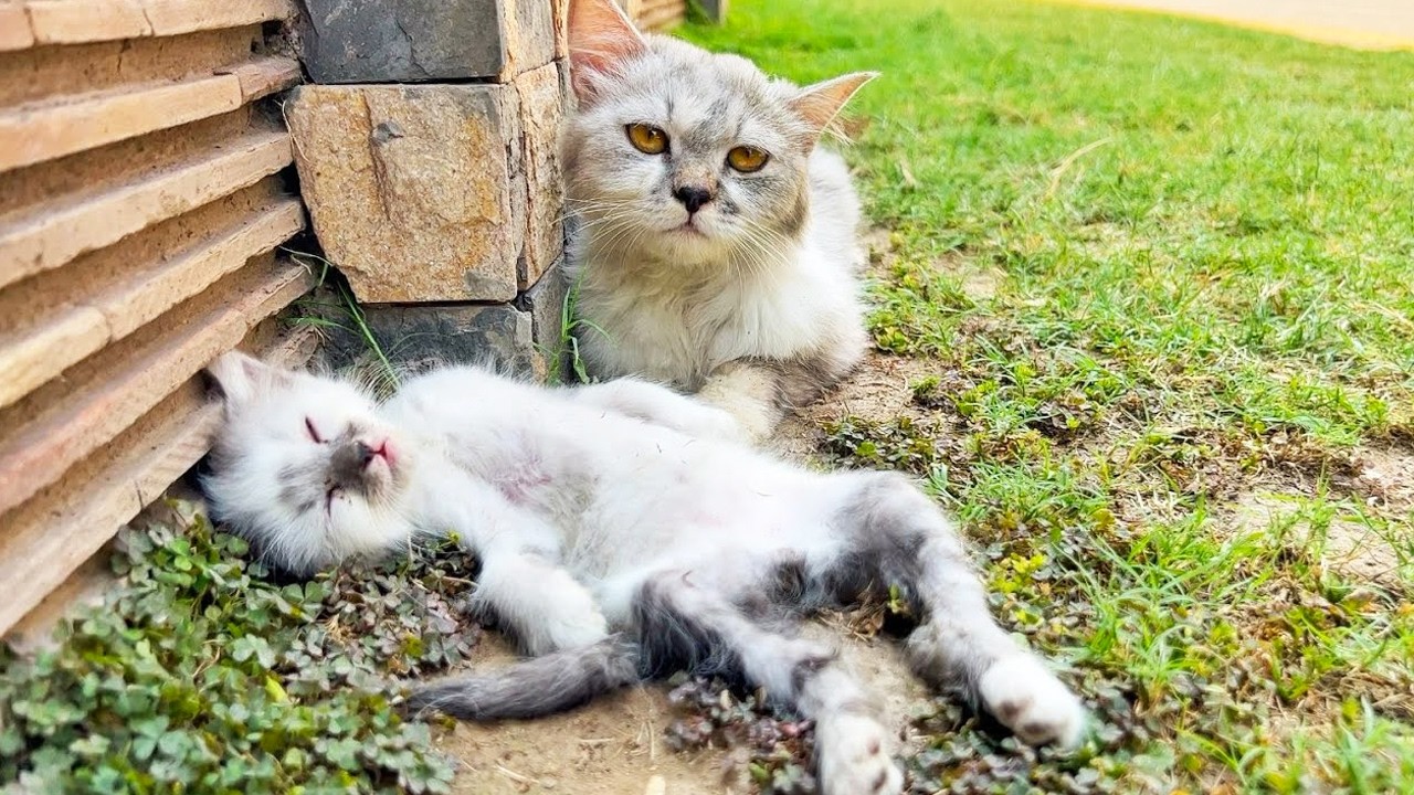 子猫をくわえて人間に届けた母猫。地面に倒れた瀕死の子猫とやせ細った母親、懇願と希望に満ちた目に涙があふれる【感動】