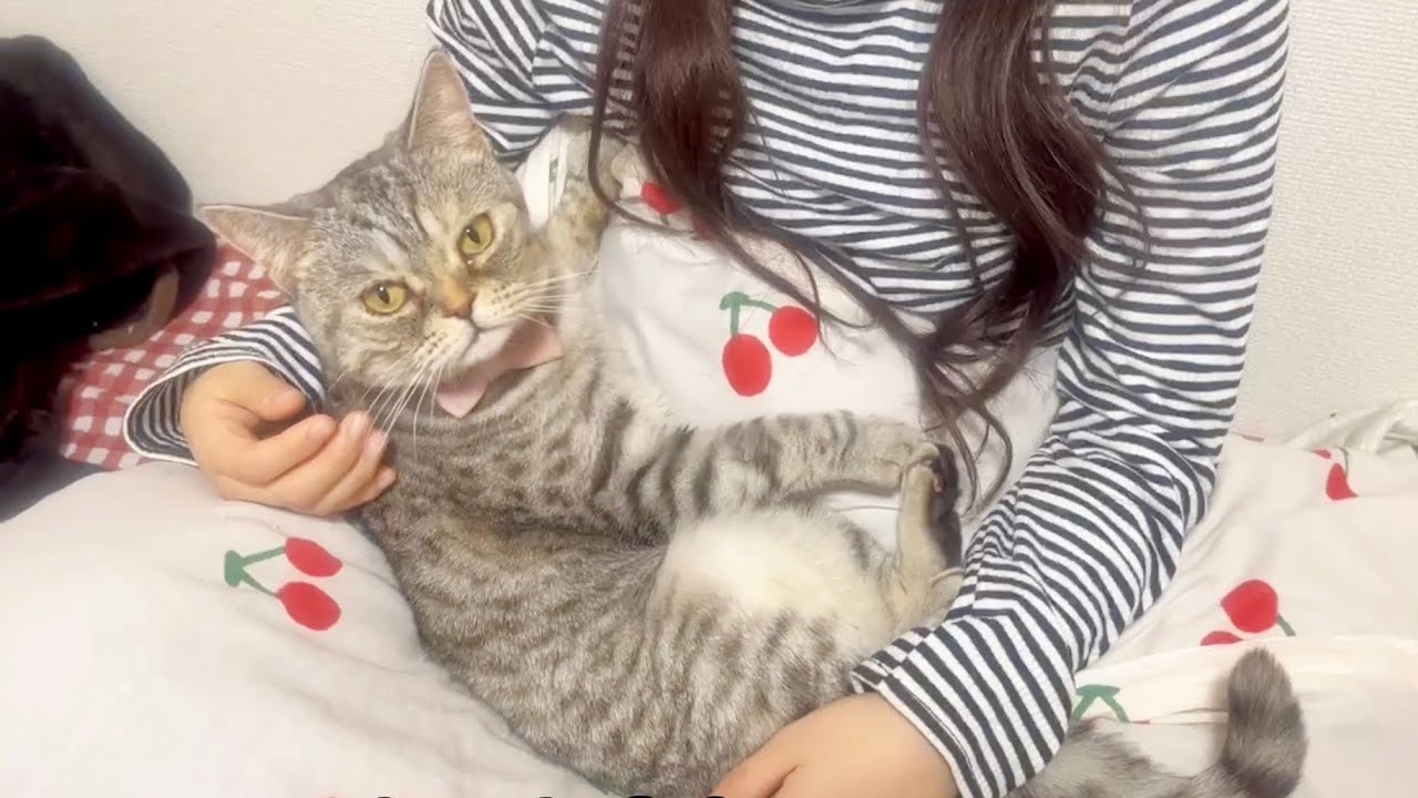 子猫の時に1年間一生懸命お世話するとその後3年経っても猫はこうなります。