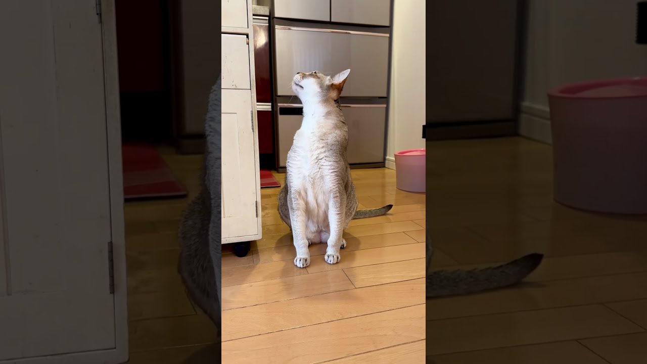 お水を飲むと見せかけて立ち去っていっちゃうシンガプーラなのにゃ♪#cat #シンガプーラ#singapura