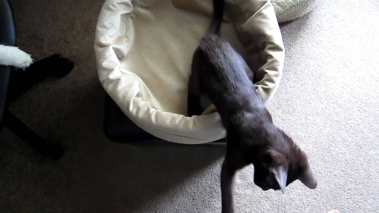 Jake: Havana Brown Kitten Teetering on the Edge of an Ottoman
