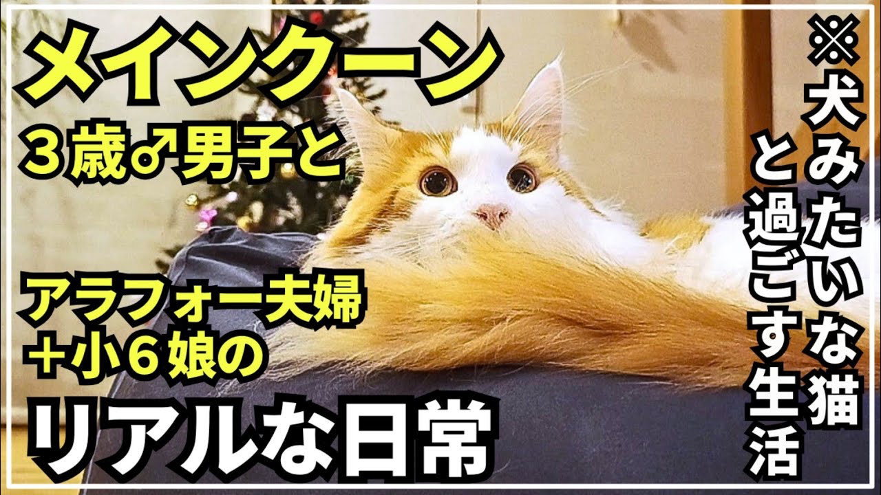 実際にメインクーンと子供がいる生活はこんなです【大型猫のいる暮らし 】