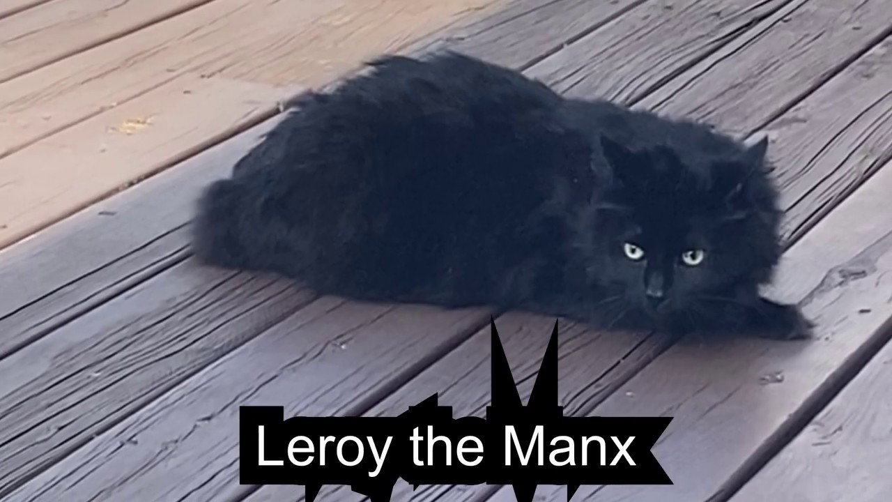 Manx cat gets to go OUTSIDE! 😃