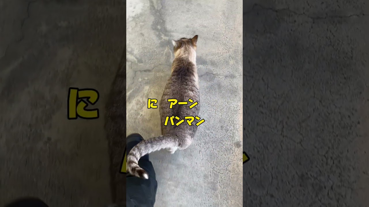 #cat #猫のいる暮らし #シャムmix #ねこ #シャムトラミックス