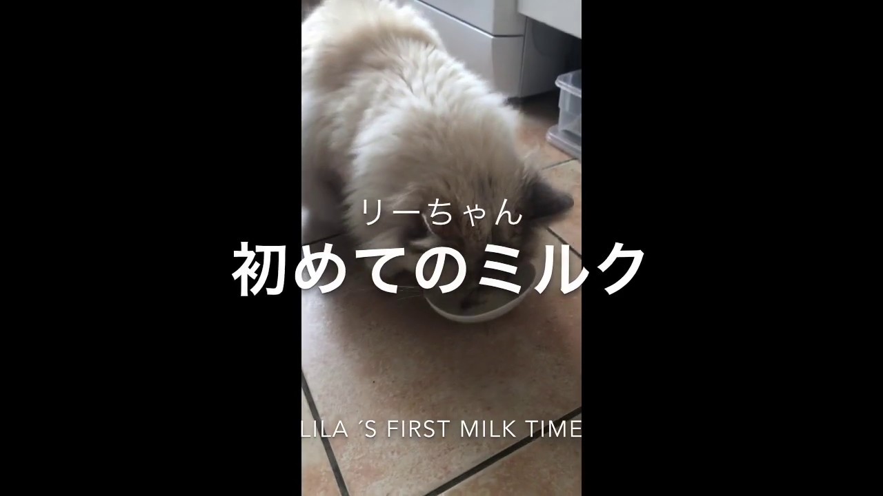 【バーマン】①リラの日常(初ミルク/ボール遊び/散歩) le chat Sacré De Birmanie