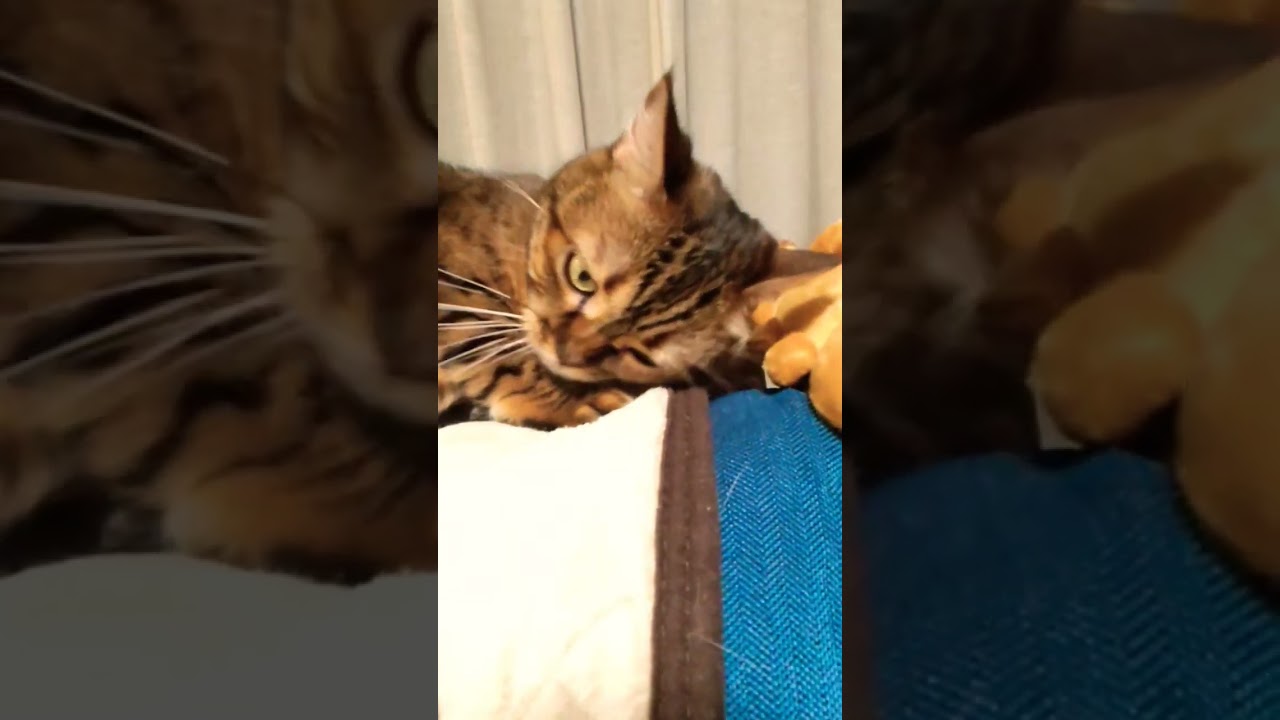 ねこバスが好きな猫　#catlovers