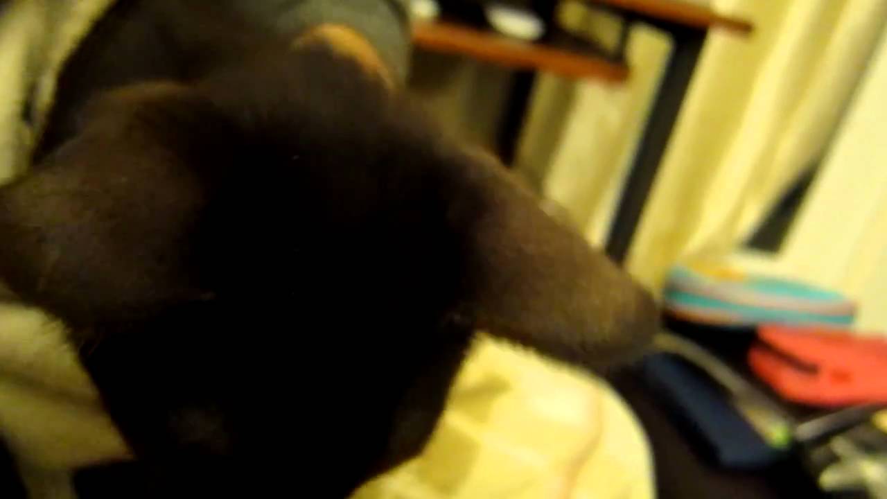 Jake: Purring Havana Brown Kitten