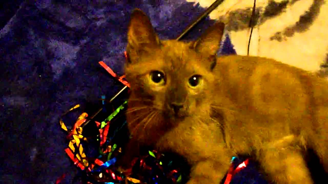 Havana Brown -Why can't you just leave me Alone!!