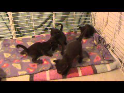 Havana Brown Kittens 3-12-13