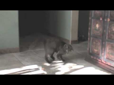 Miles the Havana Brown Cat Part1