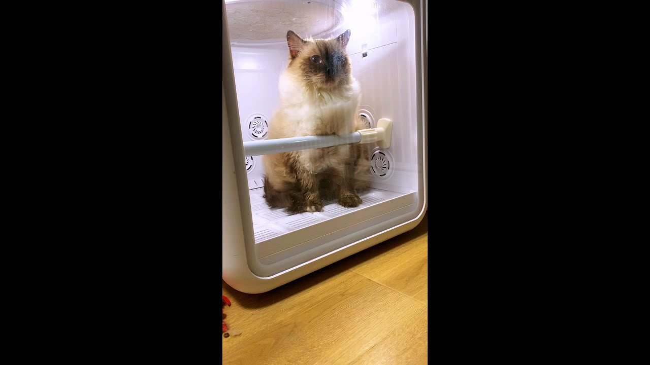 CAT FINISH BATH & NOW DRYING 6 🐈🛁 (Givenchy)