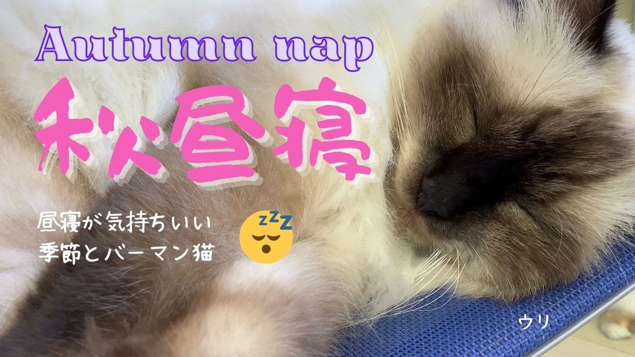 バーマン猫の寝顔【秋昼寝】Autumn nap（バーマン猫）Birman /Cat