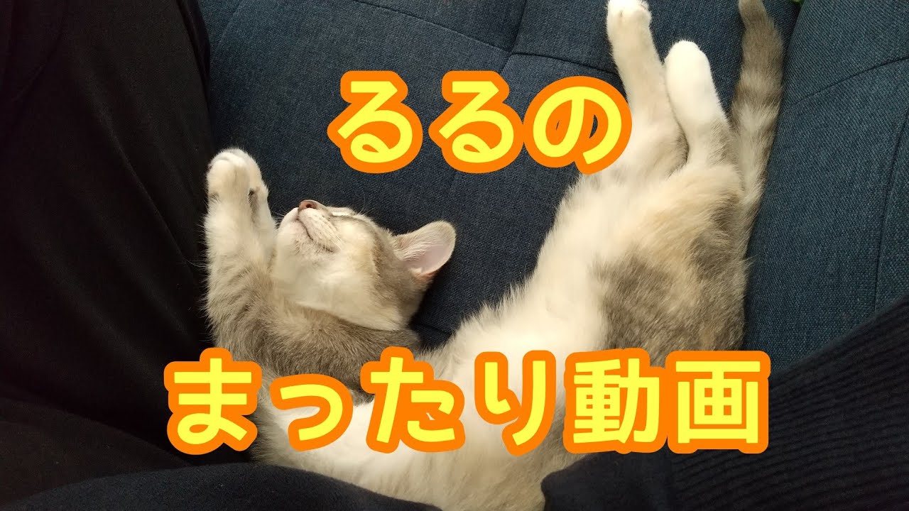 【まったり動画】るるちゃんのまったり動画です【アメリカンカールの立ち耳の猫るるちゃん】