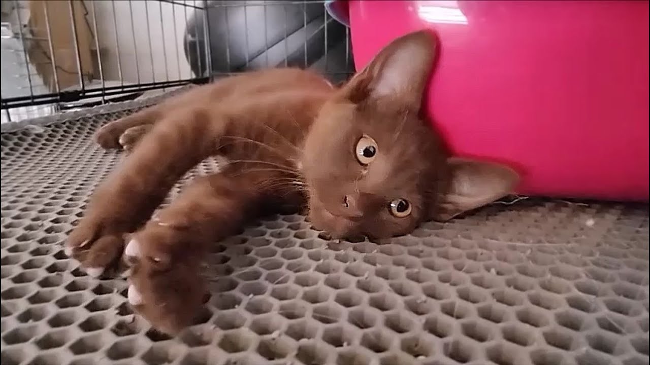 Meet Hedy Lamarr, the beautiful, Havana Brown Kitten!