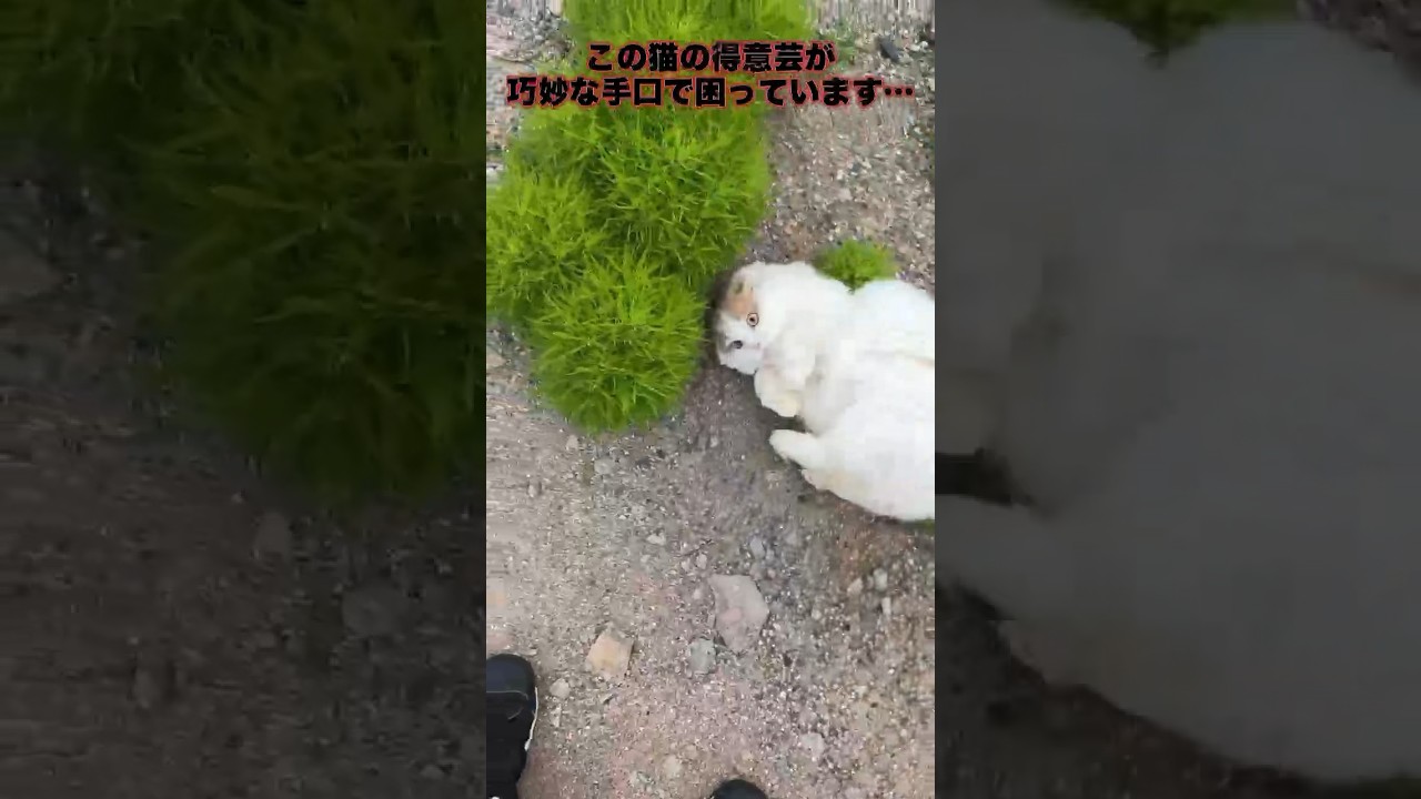 【完璧】この猫の得意芸が、巧妙な手口で困っています...
