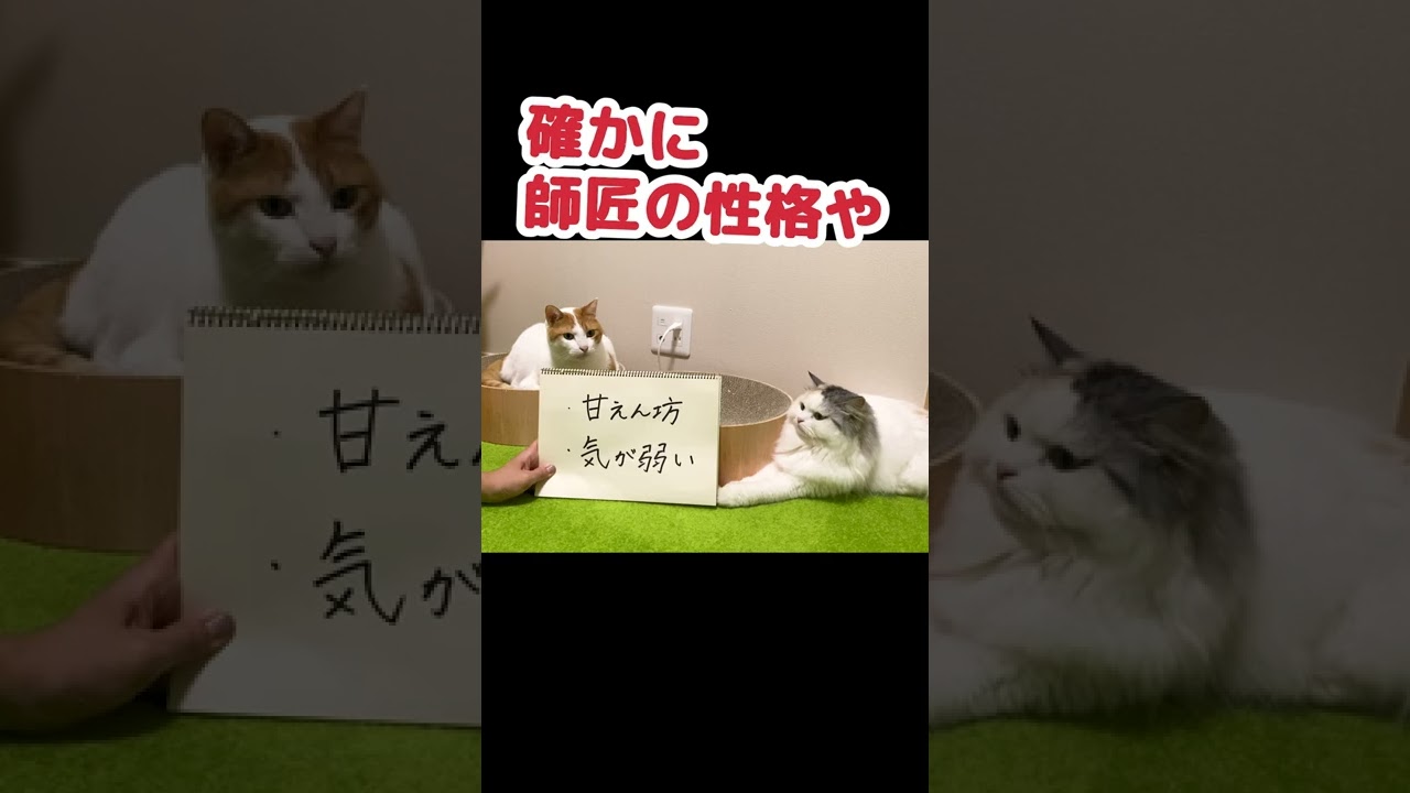 猫の毛色性格診断をしてみた結果… #Shorts 【猫アテレコ】