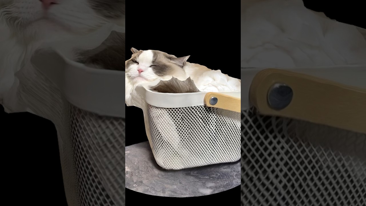 痩せる気はありません #ねこ #ねこのいる生活 #ラグドール #猫