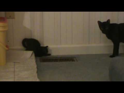 Havana Brown kittens 4+ weeks