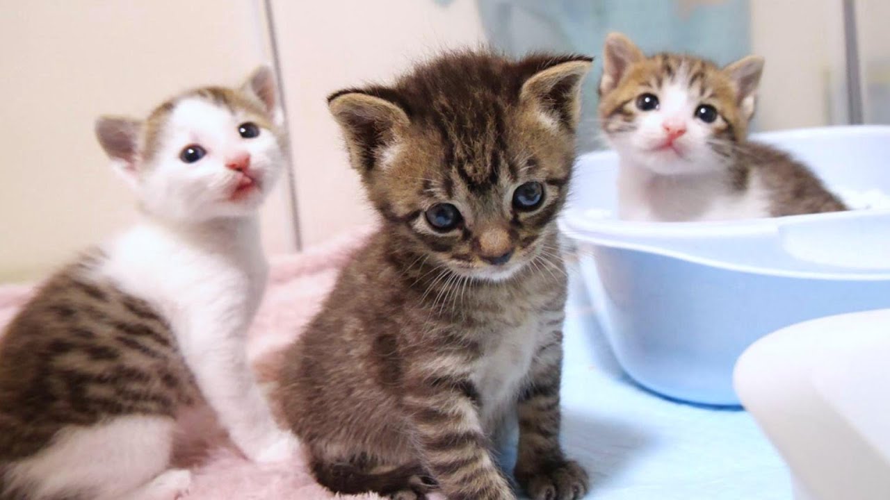 トイレトレーニング中の子猫あるある【赤ちゃん猫　保護猫】