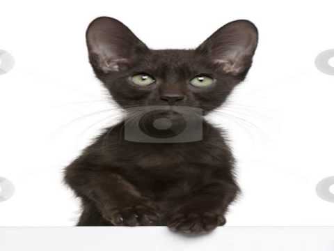 havana brown cats kittens