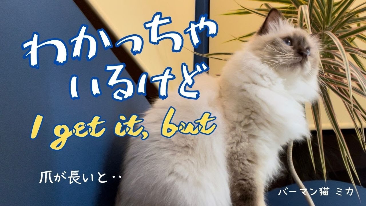 爪が伸びているバーマン猫ミカ【わかっちゃいるけど】I get it, but（バーマン猫）Birman/Cat