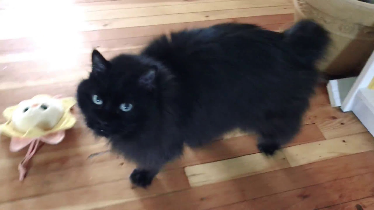 Max Has NO Tail!
