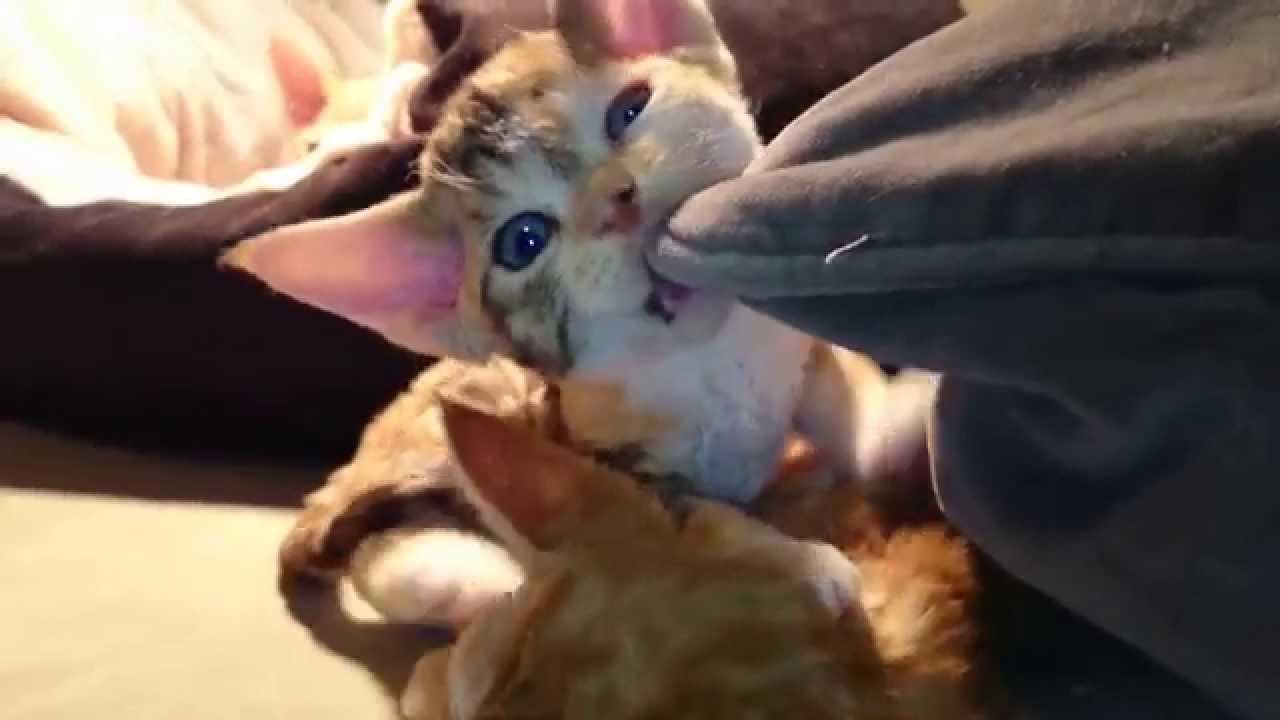 my sweet Devon Rex Kittens