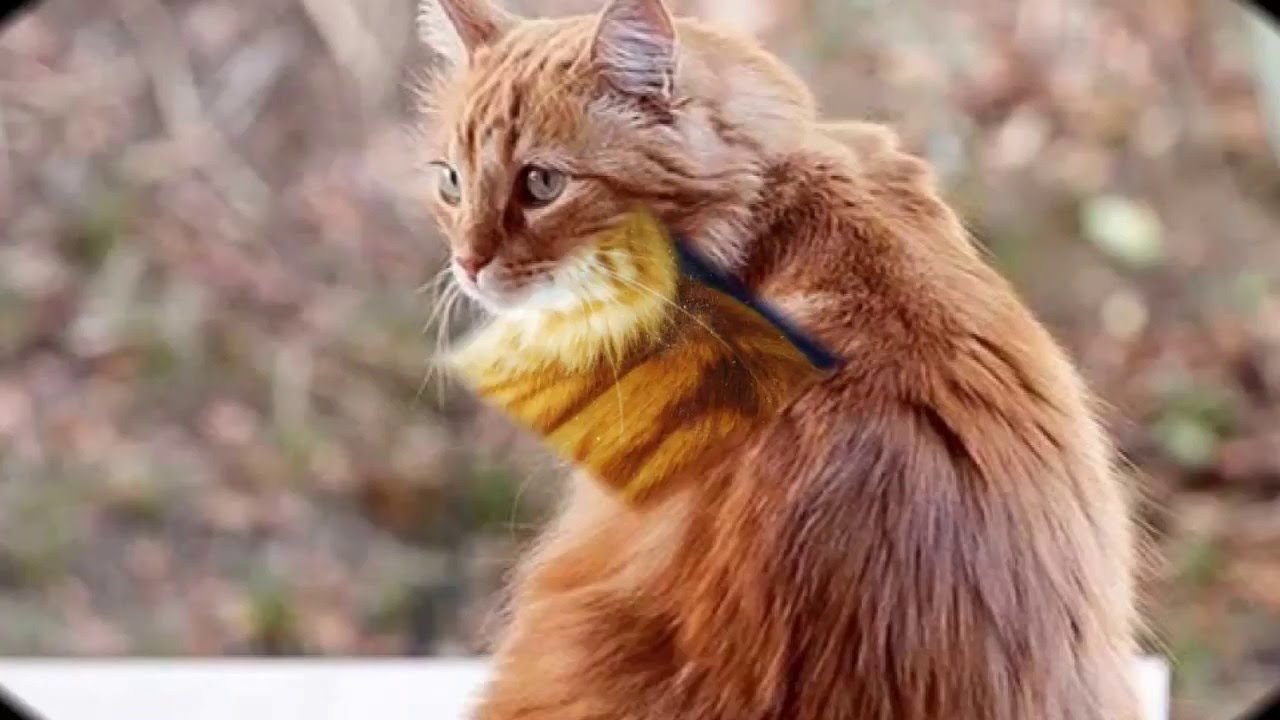 Beautiful photos Cymric Cat breed