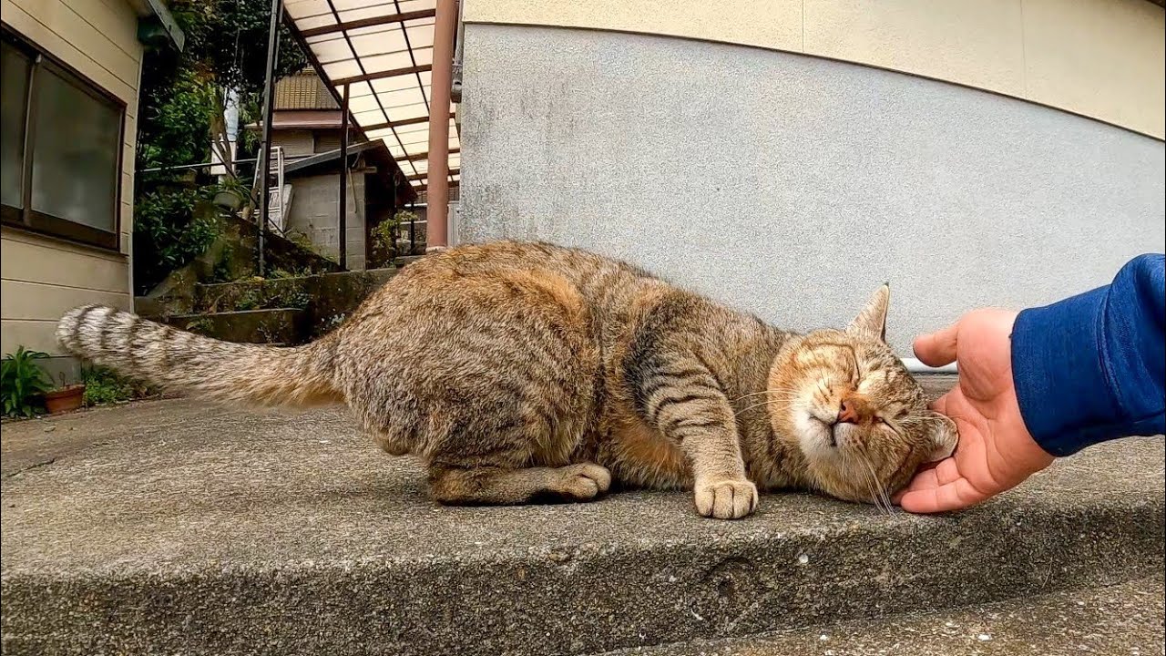 猫島の猫ちゃん撫でるとゴロンゴロン転がって喜んでカワイイ
