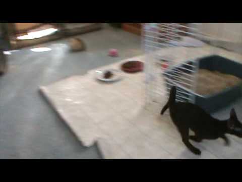 Havana Brown Kittens playing