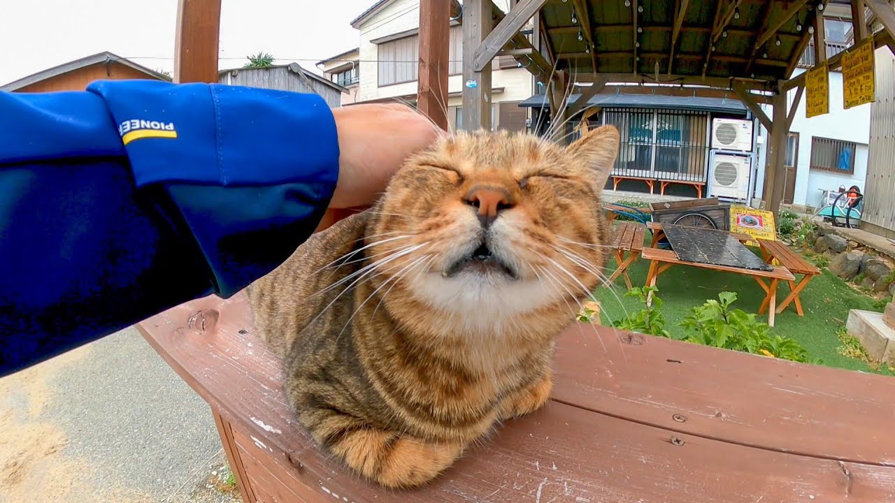 猫島の猫ちゃん、今日はカウンターで店番です。