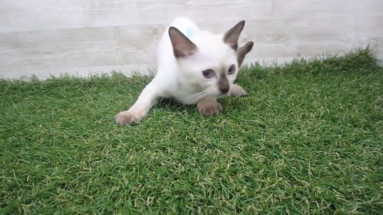 Coo&RIKU　No00693304 トンキニーズ