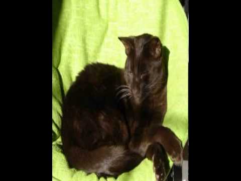 havana brown cat facts