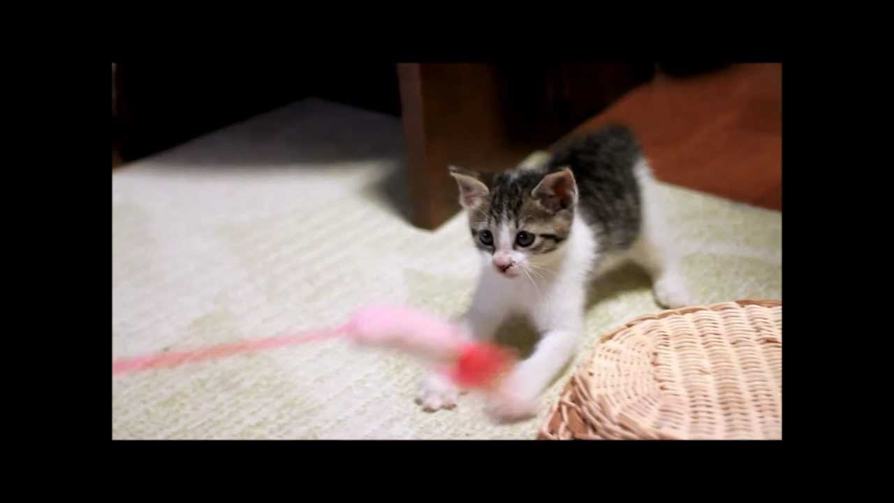 子猫のミミちゃん（生後40日）