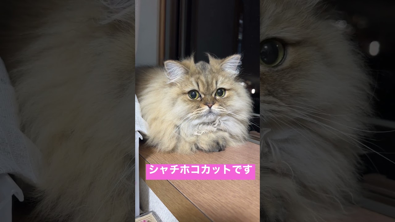 猫としゃちほこ#shortsペルシャ猫チンチラゴールデン