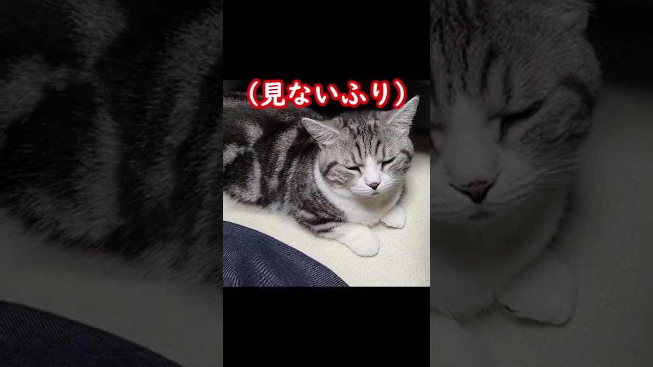 【ｼｮｰﾄ】主ごはん、猫がまん - dinner＆patience - #shorts