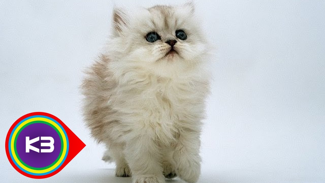 10 Most Popular Cat Breeds Around The World