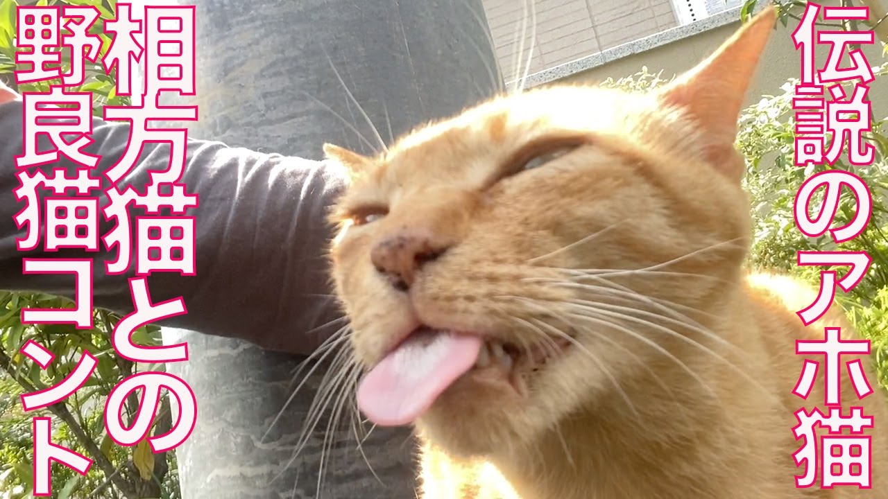 稀代のアホ猫、相方猫との街角猫コント The comedy cats' skit